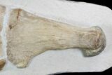 Fossil Plesiosaur Paddle - Goulmima, Morocco #108161-1